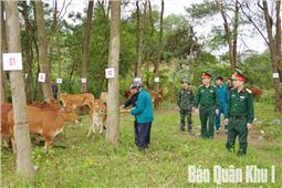 310 hộ đồng bào dân tộc thiểu số được hỗ trợ trâu, bò giống sinh sản